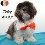 Toby, schattige Lhasa Apso met onweerstaanbare charme, Dieren en Toebehoren, Parvo, België, 15 weken tot 1 jaar, Eén hond