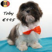 Toby, schattige Lhasa Apso met onweerstaanbare charme, Dieren en Toebehoren, Honden | Chihuahua's en Gezelschapshonden, Reu, Overige rassen