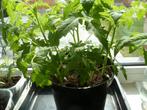 plantjes*tomaat en *paprika, Tuin en Terras, Ophalen, Groenteplanten, Eenjarig, Halfschaduw