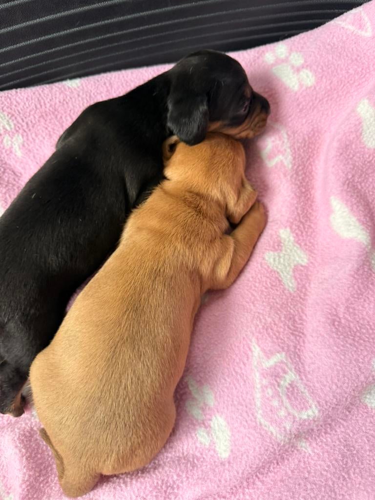 Chiots teckels nains, Animaux & Accessoires, Chiens | Teckels & Bassets, Poils courts, Plusieurs, Nain, Hépatite contagieuse (maladie de Rubarth)