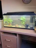 Mooi aquarium, Animaux & Accessoires, Enlèvement