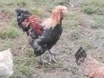 Haan Duitse faverolle groot hoen, Dieren en Toebehoren, Pluimvee