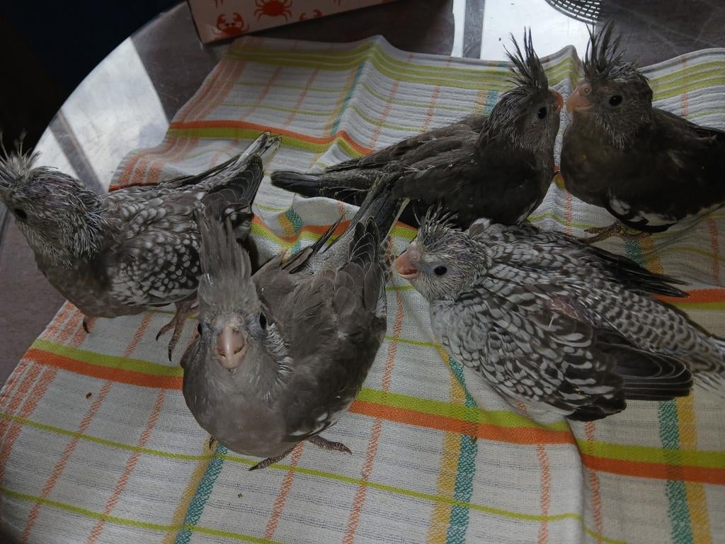Hand tamme valkparkieten, Dieren en Toebehoren, Vogels | Overige Vogels