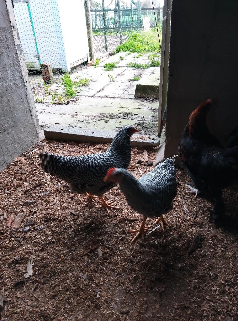 Hen en haan Amrock, Animaux & Accessoires, Volatiles