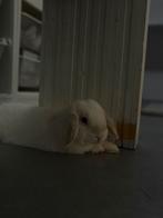 Lapins nains beliers à vendre, Animaux & Accessoires, Lapins, Femelle, Nain, Oreilles tombantes