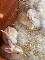 Jongeren Vlaamse reus, Dieren en Toebehoren, Konijnen, Meerdere dieren, Groot, 0 tot 2 jaar