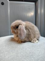 Minilops te reserveren, Dieren en Toebehoren, Meerdere dieren, Dwerg, Hangoor, 0 tot 2 jaar