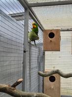 Bewezen koppel barabanden  niet tm zitten in buiten voliere, Domestique