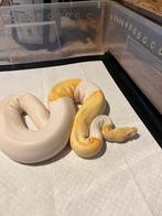 Python regius 0.1 Albino Piedbald, Dieren en Toebehoren, Reptielen en Amfibieën, Slang, Tam, 3 tot 6 jaar