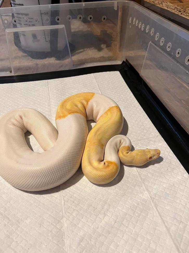 Python regius 0.1 Albino Piedbald, Dieren en Toebehoren, Reptielen en Amfibieën, Slang, 3 tot 6 jaar, Tam