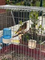 Damascus, homme, 2025