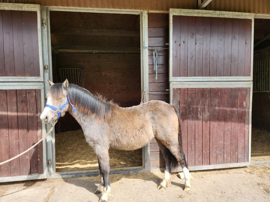Mooi jaarling Welsh merrietje sectie a, Dieren en Toebehoren, Pony's, Merrie, B pony (1.17m tot 1.27m), 0 tot 2 jaar, Met stamboom