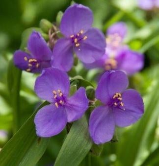 Plantenruil, Ophalen, Varens