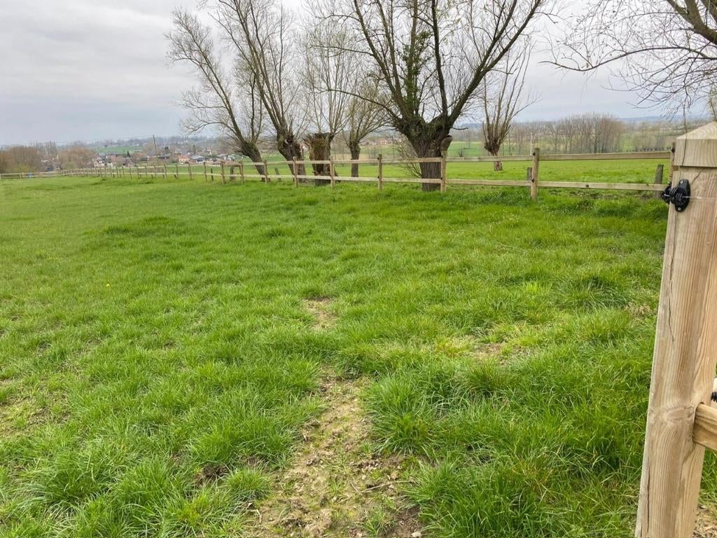 Weide te huur Hemelveerdegem, Weidegang