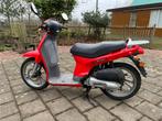 Honda scoopy 50, Autres modèles, 1 vitesses, 49 cm³, Classe B (45 km/h)