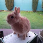 Kleurdwerg  voedster, Dieren en Toebehoren, Konijnen, Vrouwelijk, Dwerg, 0 tot 2 jaar