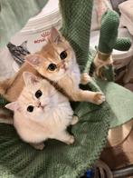 Golden British, Dieren en Toebehoren, Katten en Kittens | Raskatten | Korthaar, Meerdere dieren, Met stamboom, 0 tot 2 jaar