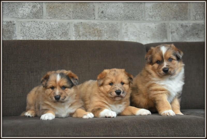 Prachtige kruising Herder pups, Parvo, België, 8 tot 15 weken, Groot