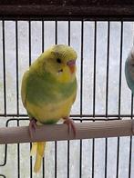 Grasparkieten 2025, Dieren en Toebehoren, Vogels | Parkieten en Papegaaien, Meerdere dieren, Parkiet