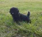 Shih-Tzu, Dieren en Toebehoren, Parvo, België, 8 tot 15 weken, Meerdere