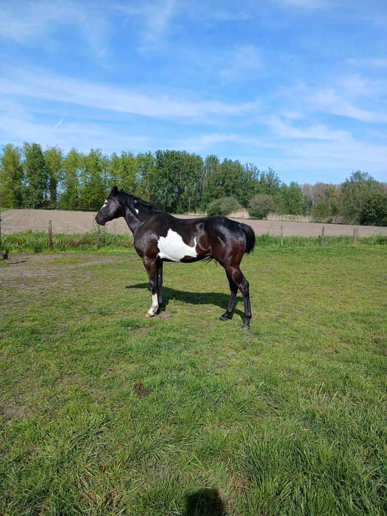 Overo hengst, Dieren en Toebehoren, Paarden, Hengst
