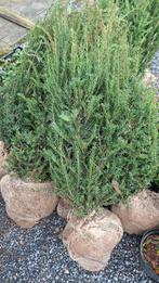 taxus planten, Enlèvement