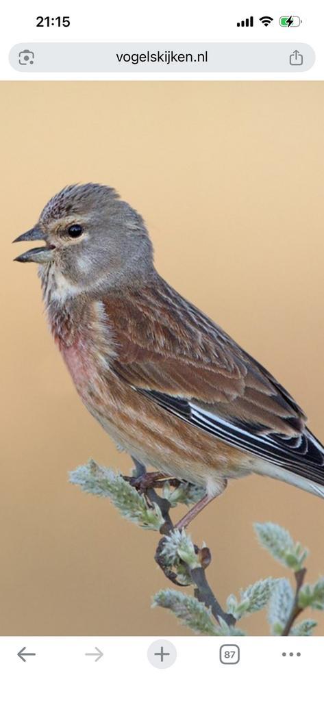 Linotte mal, Animaux & Accessoires, Oiseaux | Canaris