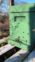 Bijenvolk F1 Carnica - 6 raams, Dieren en Toebehoren, Bijen