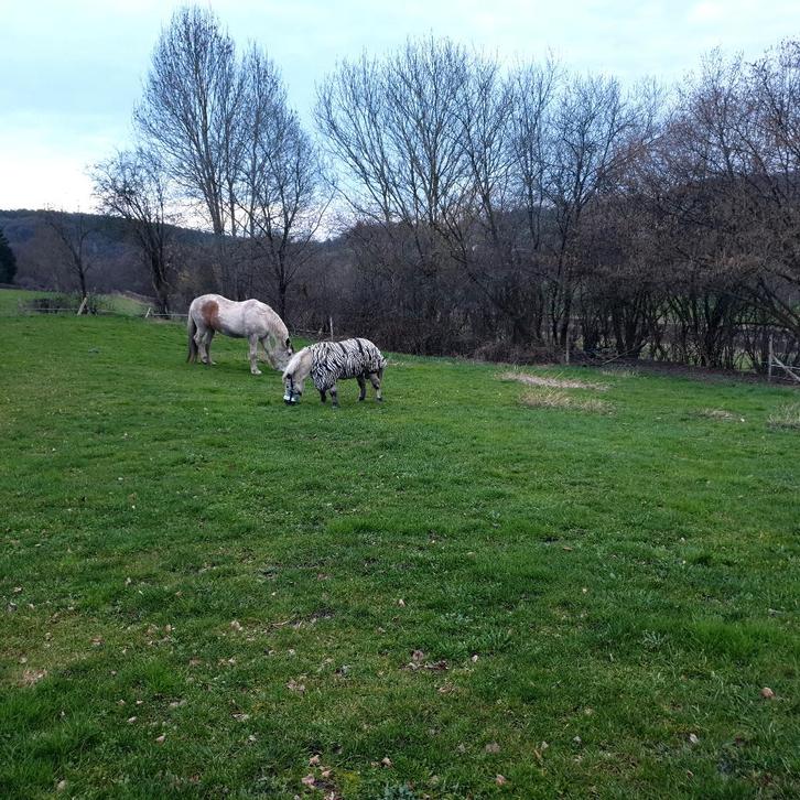 Pension pré cheval poney retraités, Diversen, Overige Diversen, Gebruikt, Ophalen