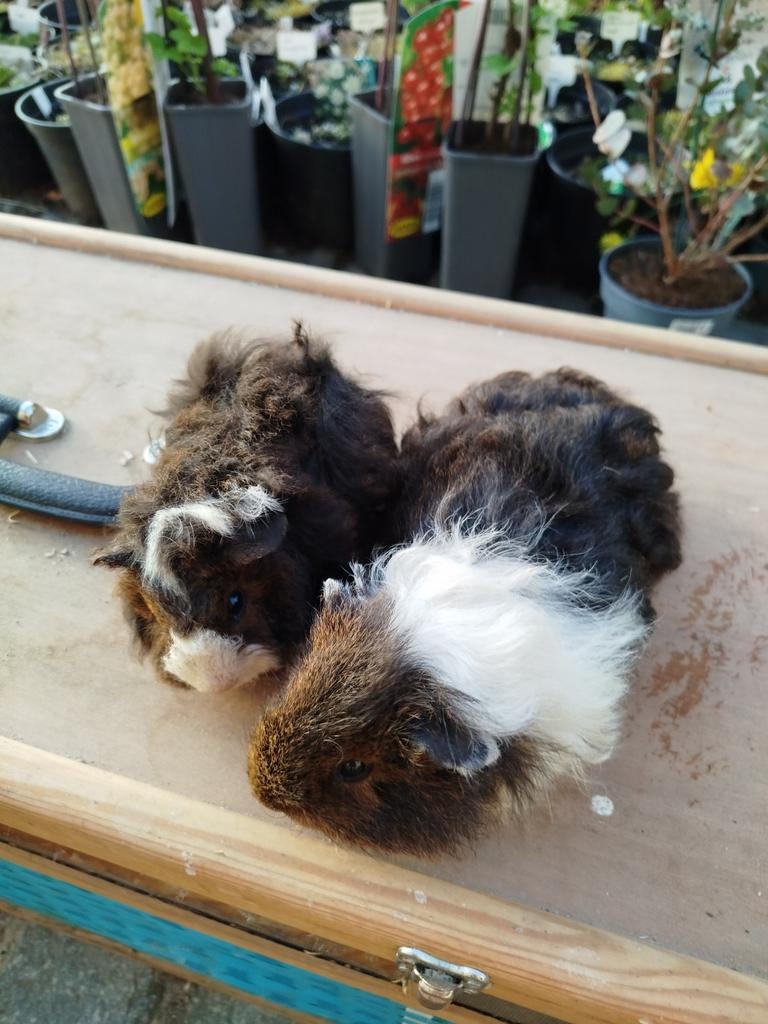 Cavia tessel/alpaca, Dieren en Toebehoren, Knaagdieren, November, Cavia