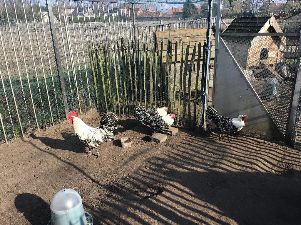 Broedeieren van verschillende rassen, Sexe inconnu, Poule ou poulet