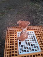 Jonge bruine legkippen, Dieren en Toebehoren, Pluimvee, Vrouwelijk, Kip