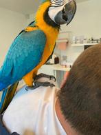 Ara et sauna, Animaux & Accessoires, Mâle, Perroquet, Parleur