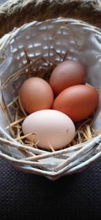 Broedeieren legkippen en brahma., Animaux & Accessoires, Sexe inconnu, Poule ou poulet