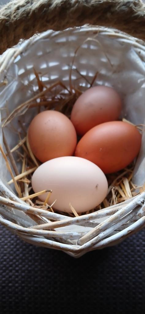 Broedeieren legkippen en brahma., Animaux & Accessoires, Volatiles, Poule ou poulet, Sexe inconnu