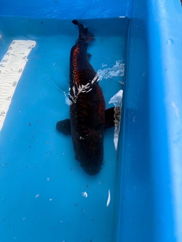 2 koi gratis (je mg er 1 kiezen), Dieren en Toebehoren, Vissen | Vijvervissen, Karper of Koi
