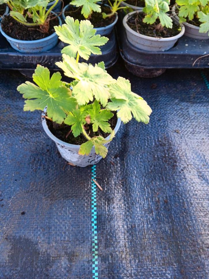 Geranium macrorrhizum, Tuin en Terras, Planten | Fruitbomen, Ophalen