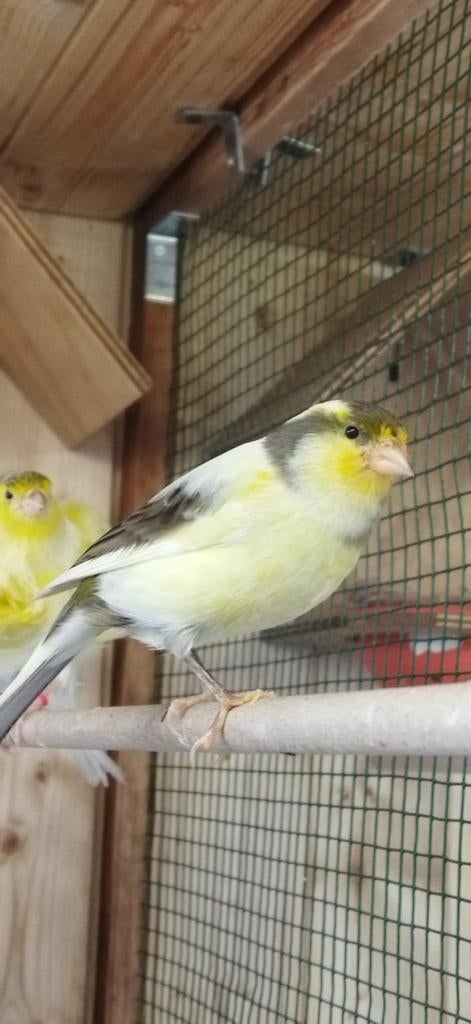 2025 vrowtje 25€, Animaux & Accessoires, Oiseaux | Canaris