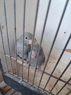 Grasparkieten blackface, Plusieurs animaux, Perruche, Domestique