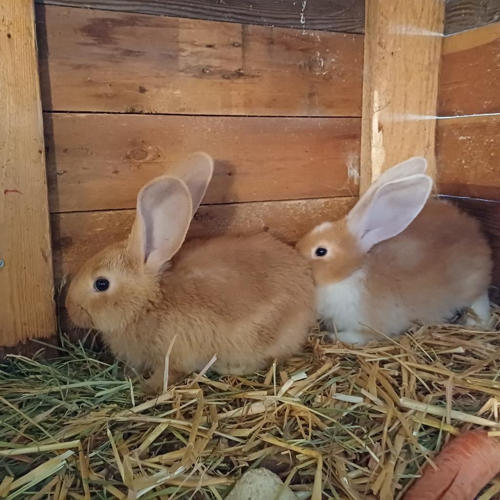 2 Vlaamse reus konijnen voedsters, Dieren en Toebehoren, Vrouwelijk, Groot
