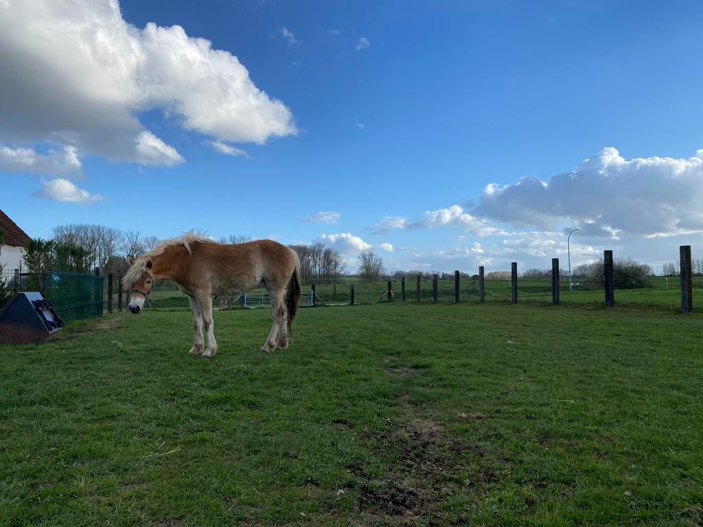 Haflinger merrie 2 jaar met stamboek, Merrie, Minder dan 160 cm, Recreatiepaard, Met stamboom