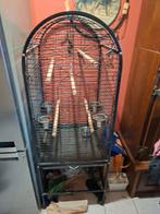 papegaai kooi, Papegaai