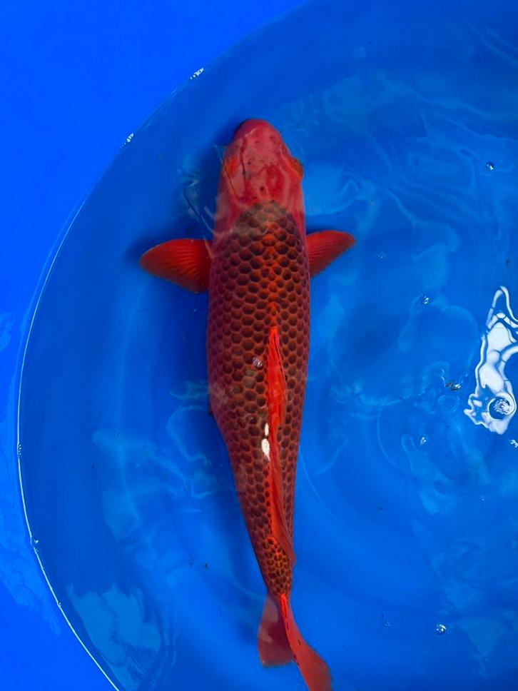 Aka matsuba te koop, Animaux & Accessoires, Poissons | Poissons d'étang