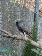 Europeese  spreeuw, Dieren en Toebehoren, Vogels | Overige Vogels