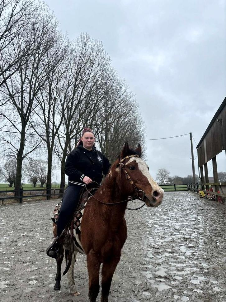 Cheval Overo Plein Papiers – Hongre – 18 ans – Idéal loisir, Animaux & Accessoires, Chevaux & Poneys | Produits de soin, Comme neuf