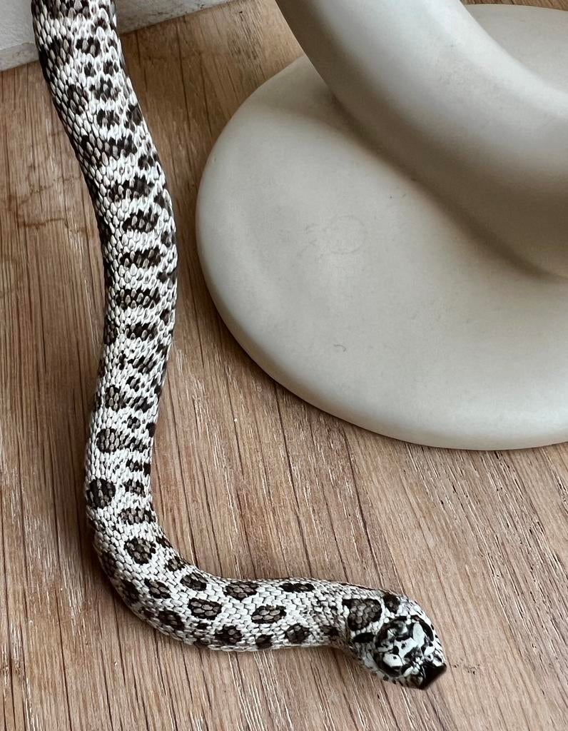 1.0 Heterodon Nasicus 2025, Animaux & Accessoires, Reptiles & Amphibiens