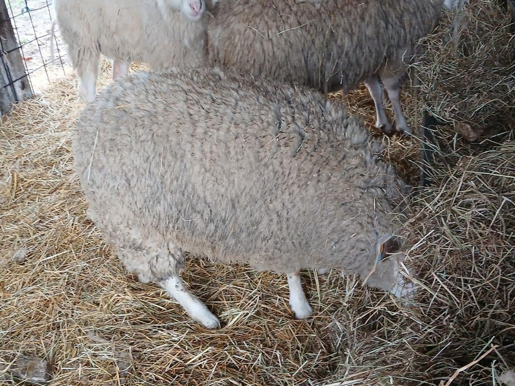 Mooie jonge ooien van 11m a 12m oud, Dieren en Toebehoren, Schapen, Geiten en Varkens