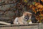 Shiba Inu pups, de knapste Shibas van België