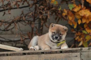 Shiba Inu pups, de knapste Shibas van België beschikbaar voor biedingen