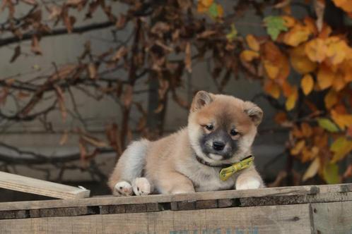 Shiba Inu pups, de knapste Shibas van België, Dieren en Toebehoren, Honden | Poolhonden, Keeshonden en Oertypen, Meerdere dieren